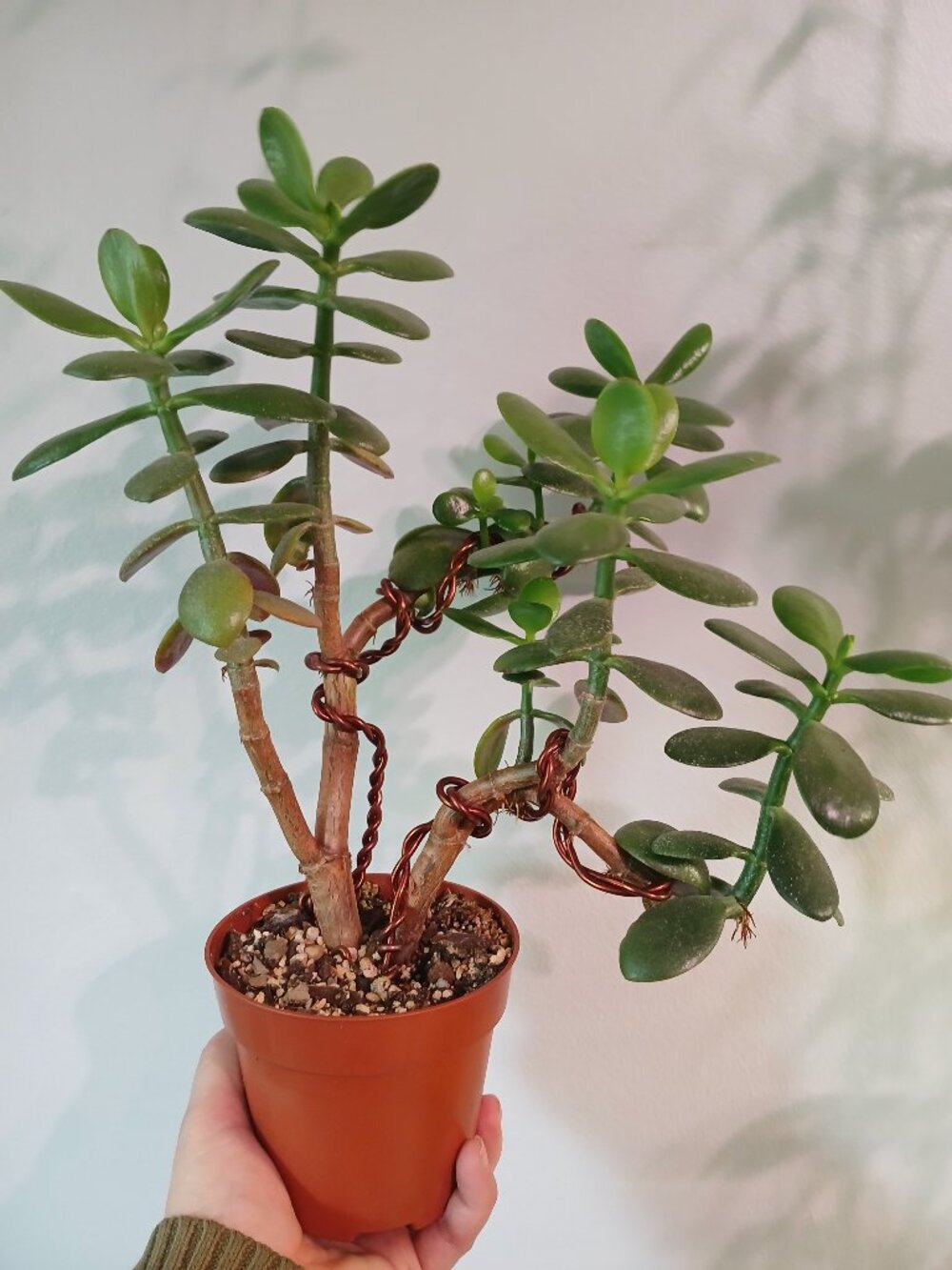 Jade Plant